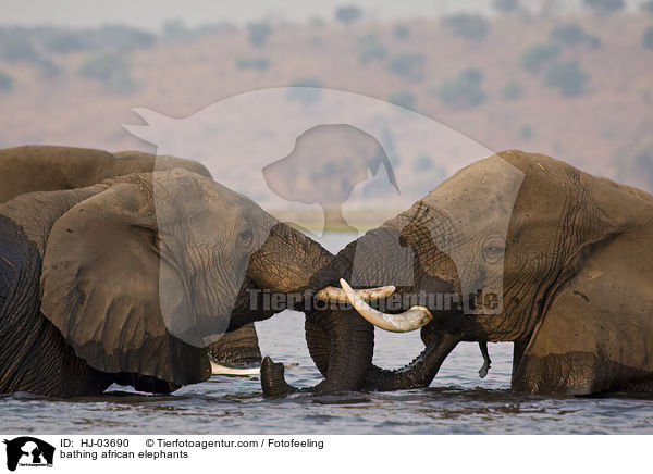 bathing african elephants / HJ-03690