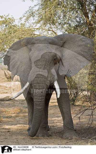 african elephant / HJ-03808