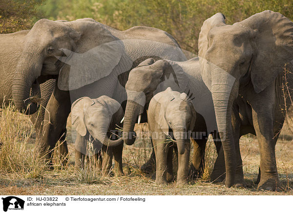 african elephants / HJ-03822