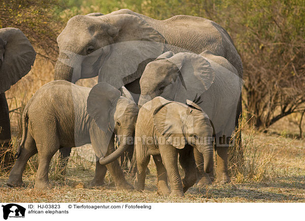 african elephants / HJ-03823