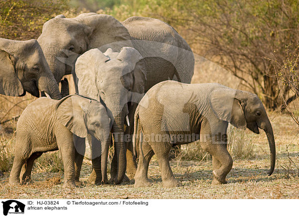 african elephants / HJ-03824