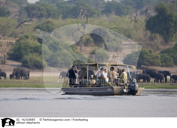 african elephants / HJ-03885