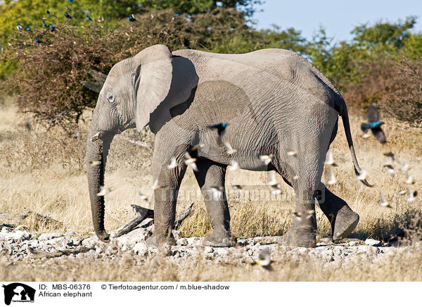 African elephant / MBS-06376