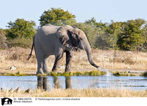 Afrikanischer Elefant / African elephant / MBS-06378