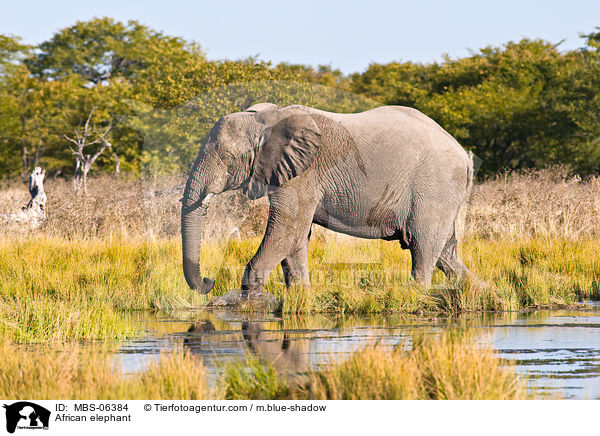 Afrikanischer Elefant / African elephant / MBS-06384