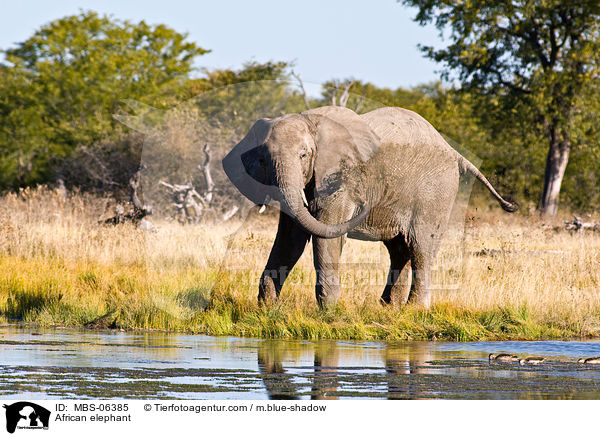 African elephant / MBS-06385