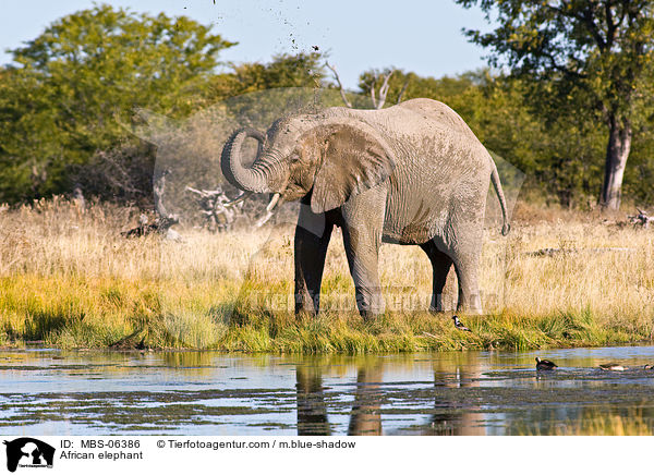 African elephant / MBS-06386