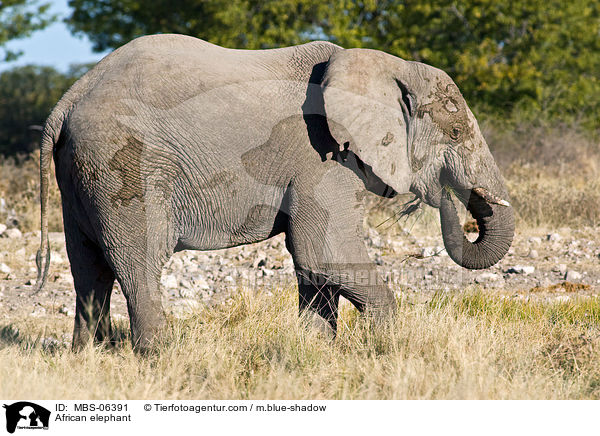 Afrikanischer Elefant / African elephant / MBS-06391