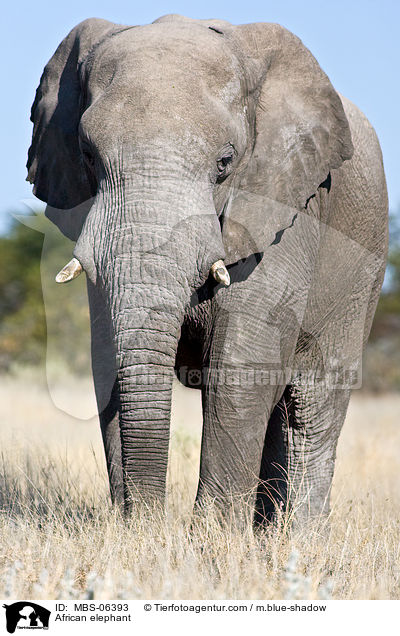 African elephant / MBS-06393