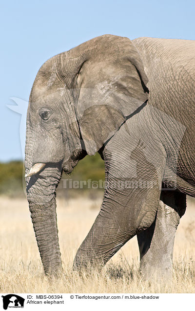 African elephant / MBS-06394