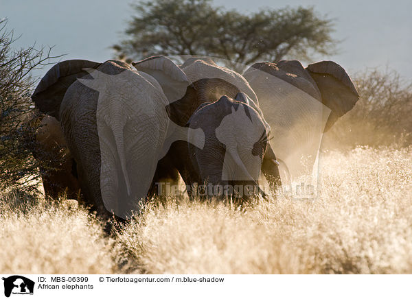 African elephants / MBS-06399