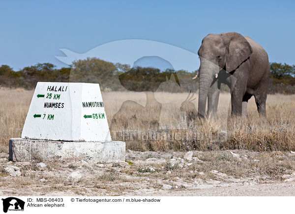 African elephant / MBS-06403