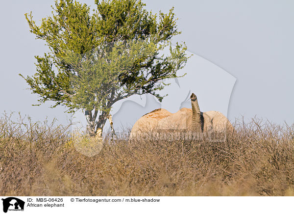 African elephant / MBS-06426