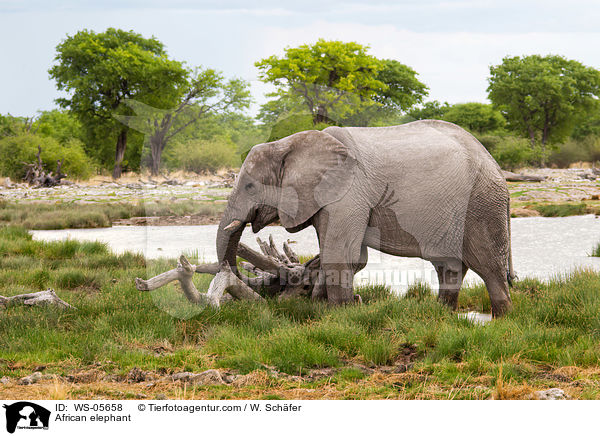 African elephant / WS-05658