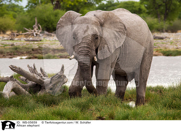 African elephant / WS-05659
