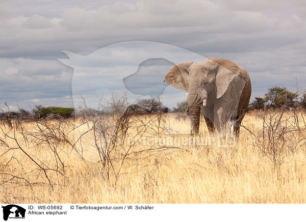 Afrikanischer Elefant / African elephant / WS-05692
