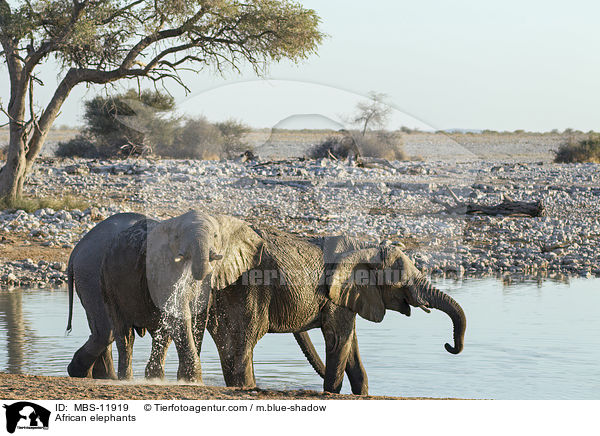 African elephants / MBS-11919