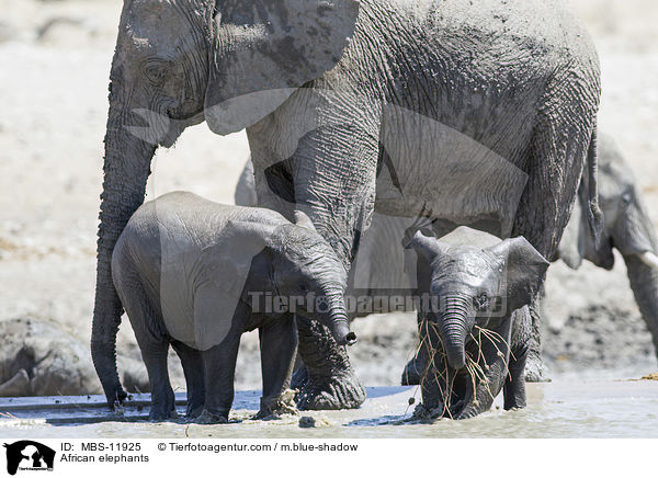 African elephants / MBS-11925