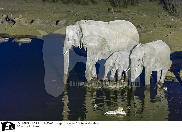 African elephants / MBS-11931