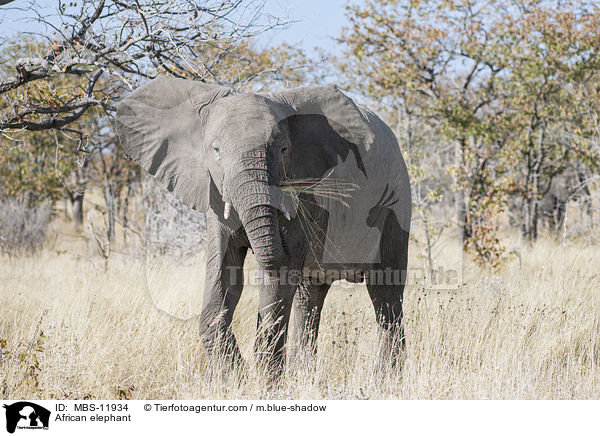 African elephant / MBS-11934