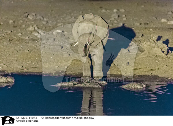 African elephant / MBS-11943