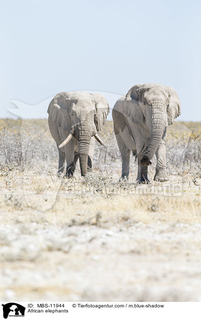 African elephants / MBS-11944
