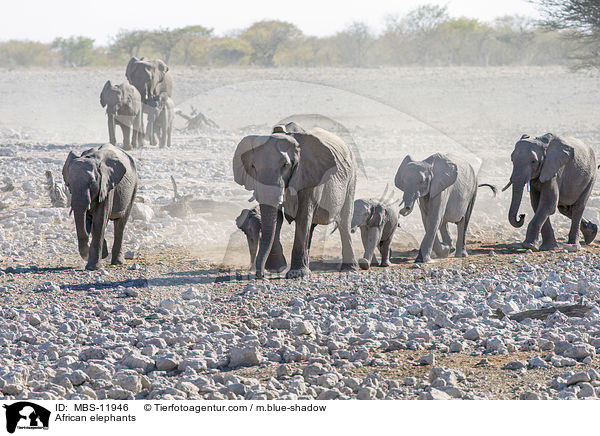 African elephants / MBS-11946