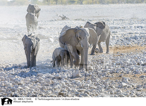 African elephants / MBS-11948