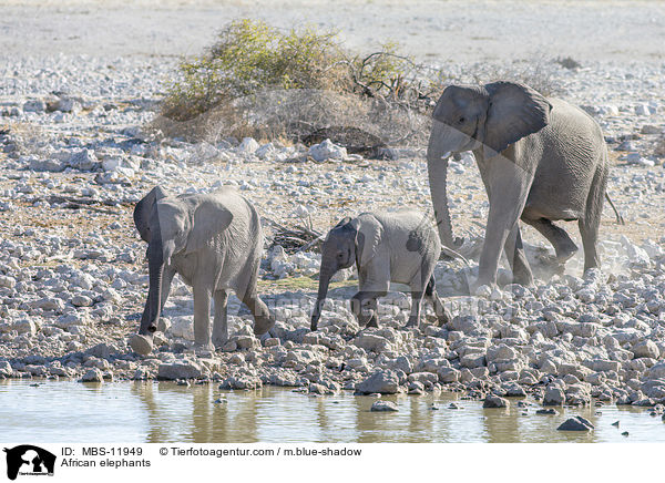 African elephants / MBS-11949