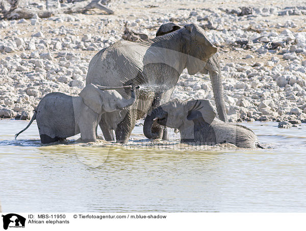 African elephants / MBS-11950