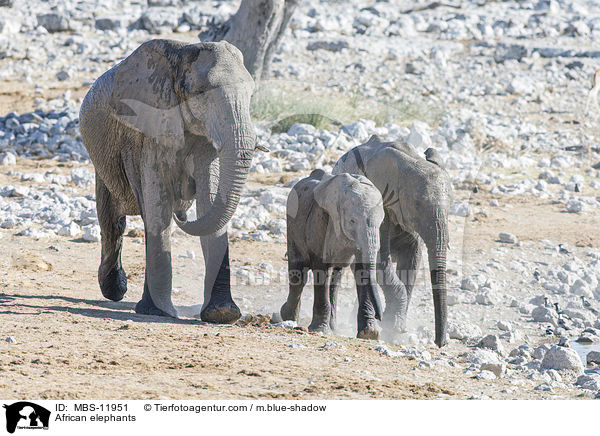 African elephants / MBS-11951