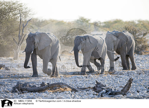 African elephants / MBS-11956