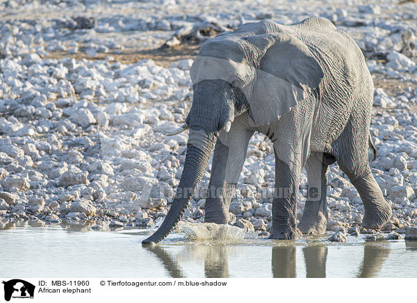African elephant / MBS-11960