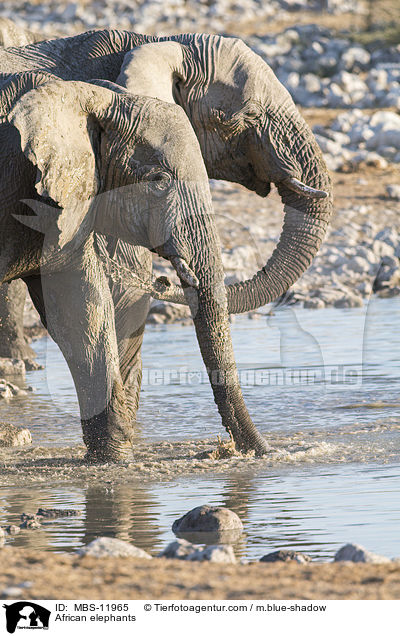 African elephants / MBS-11965