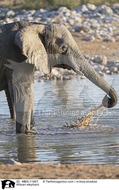 African elephant / MBS-11967