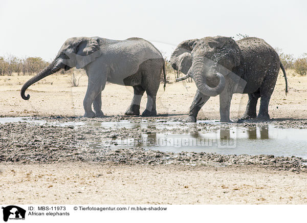 Afrikanische Elefanten / African elephants / MBS-11973