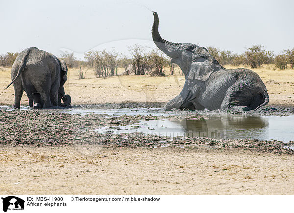 African elephants / MBS-11980
