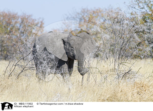 Afrikanischer Elefant / African elephant / MBS-11992