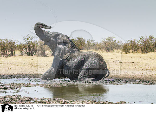 African elephant / MBS-12016