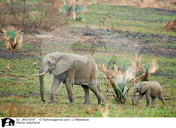 African elephants / JR-01916