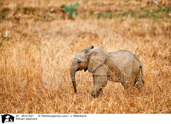 African elephant / JR-01921