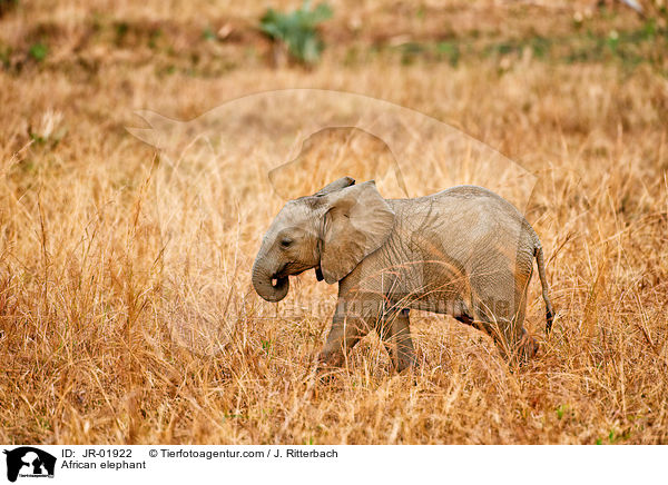 African elephant / JR-01922