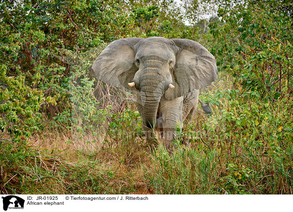 African elephant / JR-01925