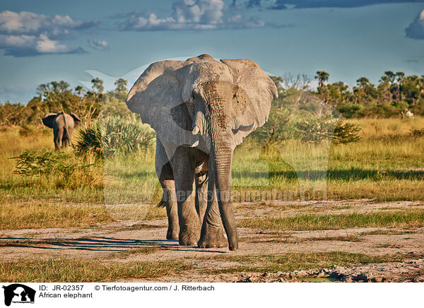 African elephant / JR-02357