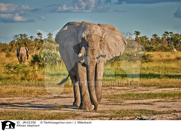African elephant / JR-02358