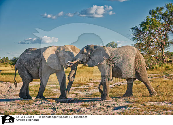 African elephants / JR-02364