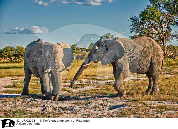 African elephants / JR-02368