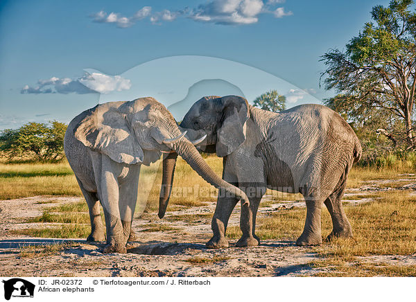 African elephants / JR-02372
