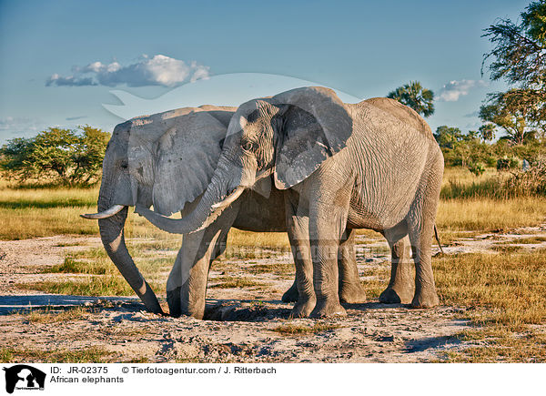 African elephants / JR-02375