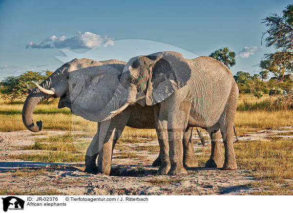 African elephants / JR-02376